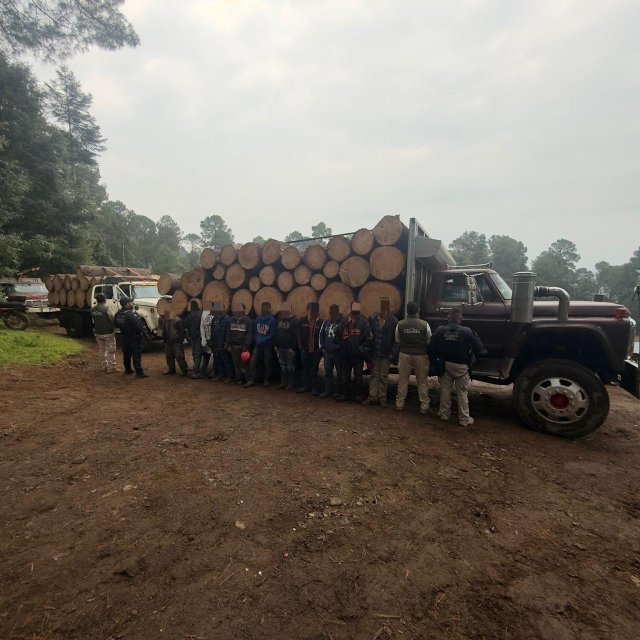 ⚠️ Detenidos ⚠️ Detenid0s en Senguio 10 hombres con rollos de madera il3gal: SSP
