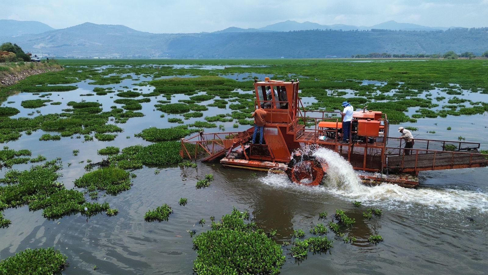 Arranca limpieza en la presa Malpaís para combatir el lirio acuático y proteger el agua: Bedolla