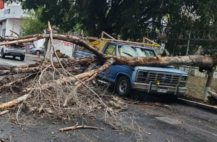 Lluvia y fuertes vientos provocan caída de árbol en la colonia Eréndira de Morelia 