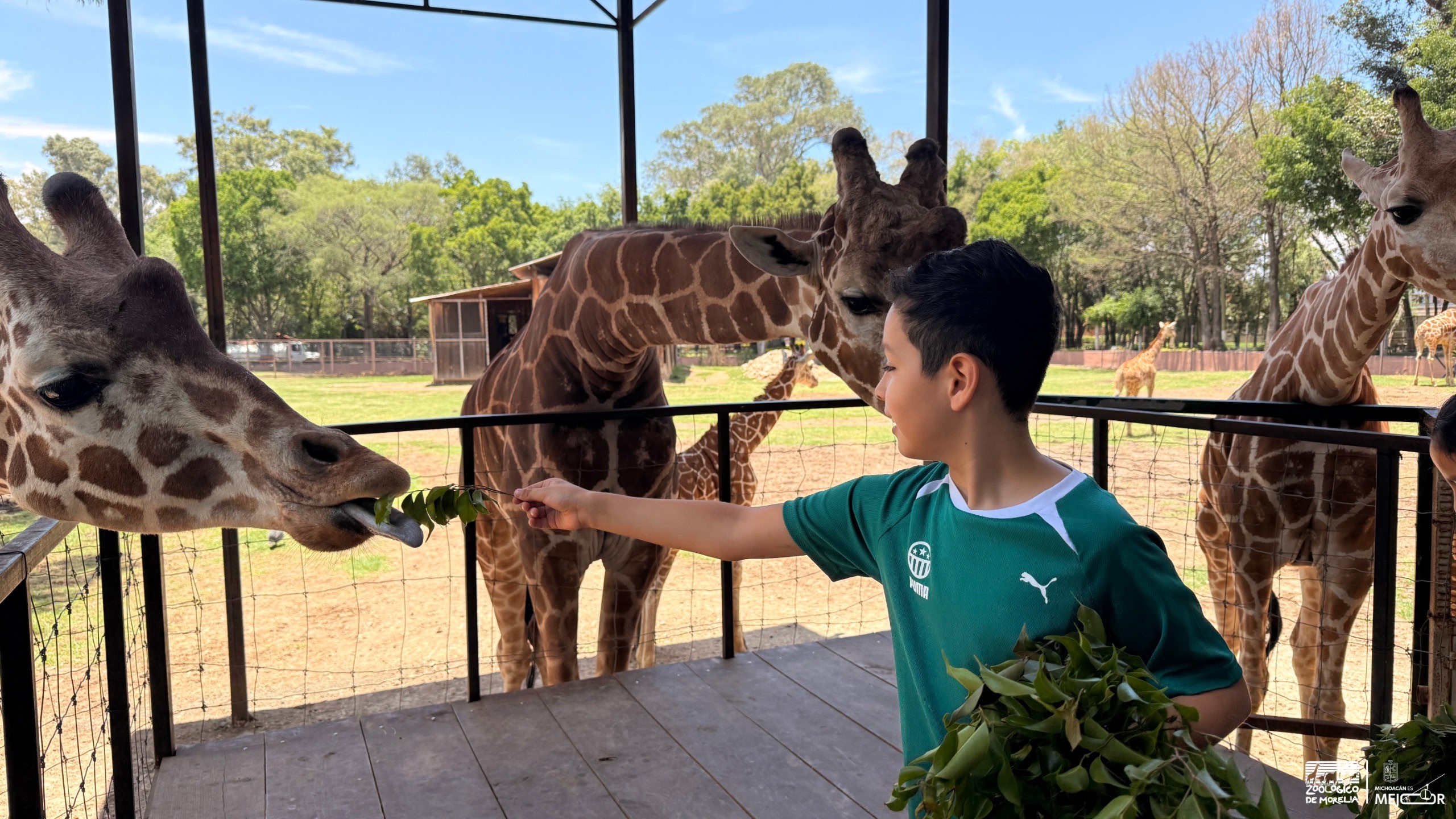 “Contando Manchas”: una experiencia para conocer y alimentar jirafas en el Zoológico de Morelia