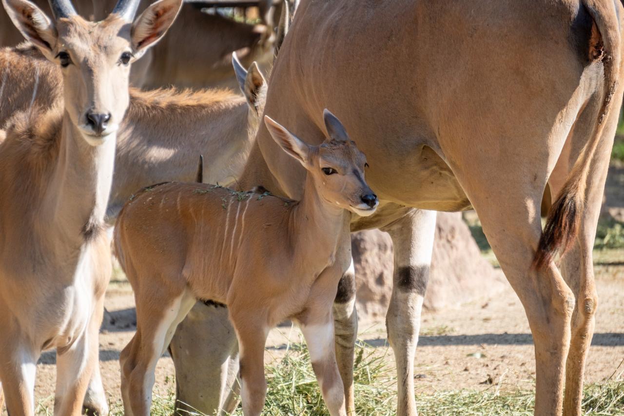 Zoológico de Morelia registra más de 500 nacimientos durante la actual administración