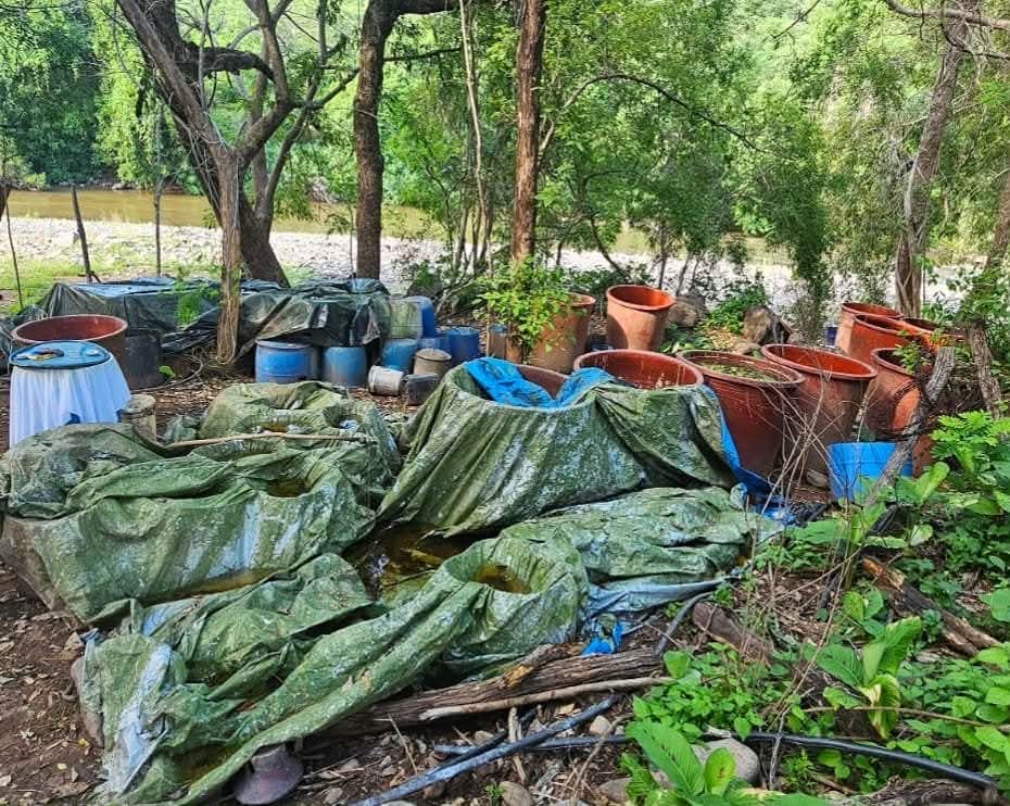 Desmantelan narcolaboratorio en Carácuaro; aseguran metanfetamina y precursores químicos
