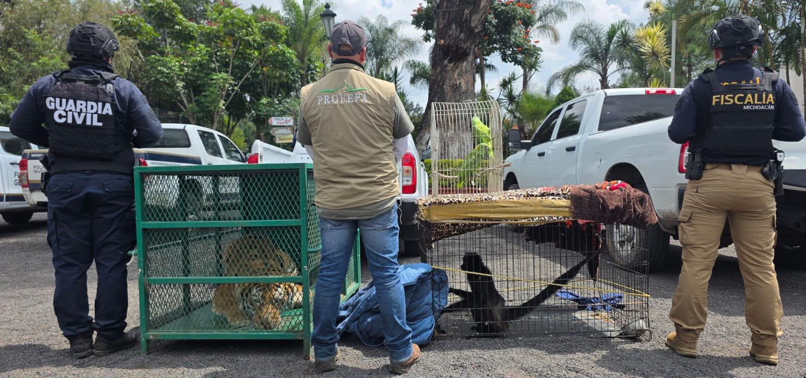 Cateos en Los Reyes y Peribán dejan un detenido y fauna exótica decomisada