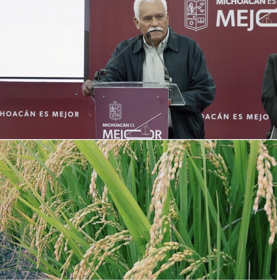 Garantizados los incentivos para productores de trigo y arroz en Michoacán